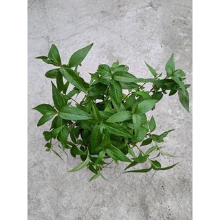 Chậu cây Rau Răm xanh tốt
