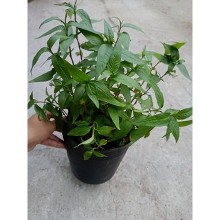Chậu cây Rau Răm xanh tốt