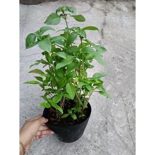Chậu Rau Húng Quế - rau thơm