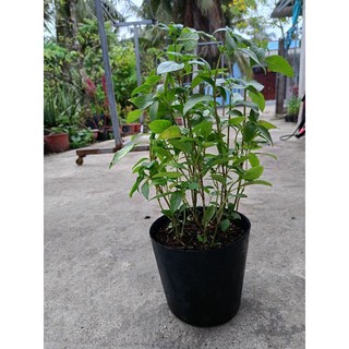 Chậu Rau Húng Quế - rau thơm