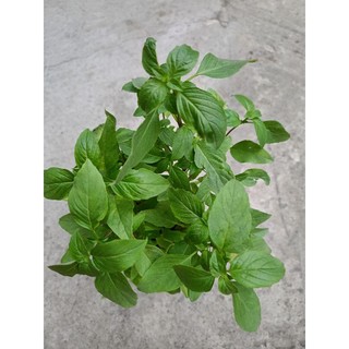 Chậu Rau Húng Quế - rau thơm