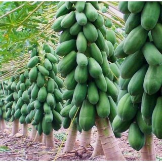 Combo 5 cây Đu Đủ Lùn ruột đỏ Đài Loan , cây con cao15cm, mua 10 tặng 1