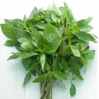 Chậu Rau Húng Quế - rau thơm