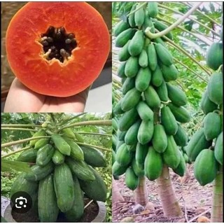 Combo 5 cây Đu Đủ Lùn ruột đỏ Đài Loan , cây con cao15cm, mua 10 tặng 1