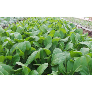 Hạt giống Cải Ngọt Rado 54 dễ trồng, nhanh thu hoạch - Gói 20g