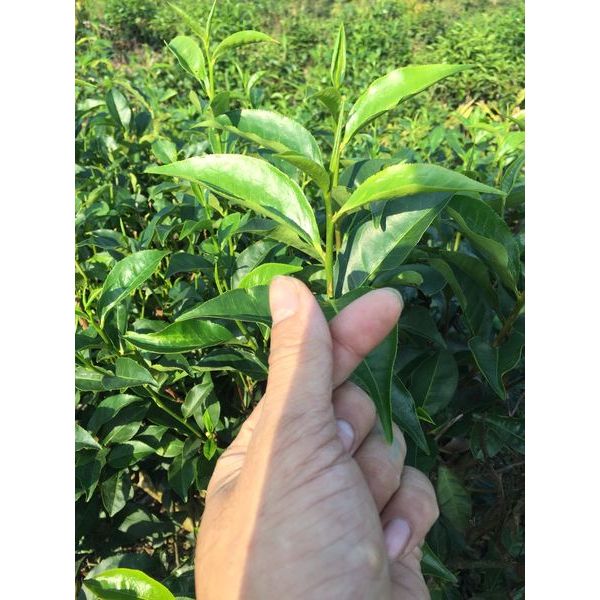 LÁ TRÀ XANH (LÁ CHÈ XANH) 1KG (TP.HCM) | Shopee Việt Nam