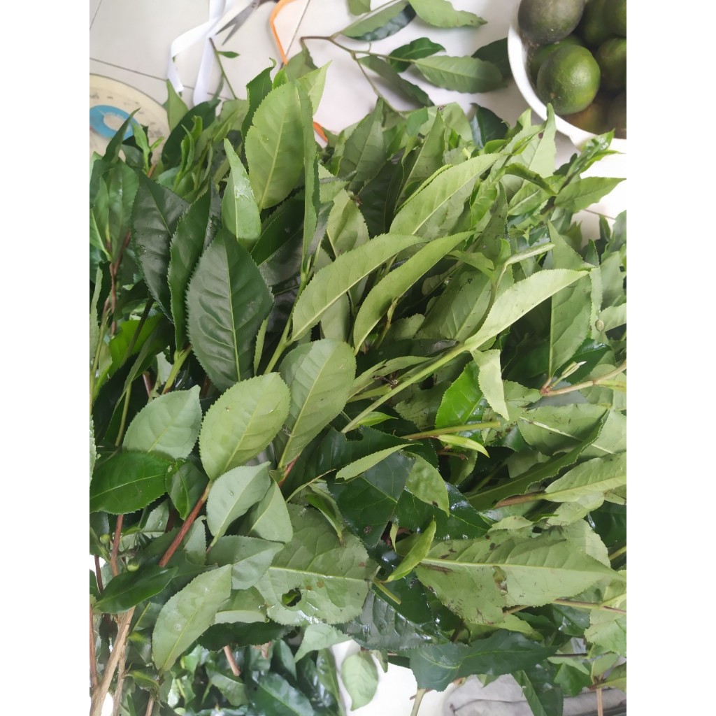 LÁ TRÀ XANH (LÁ CHÈ XANH) 1KG (TP.HCM) | Shopee Việt Nam