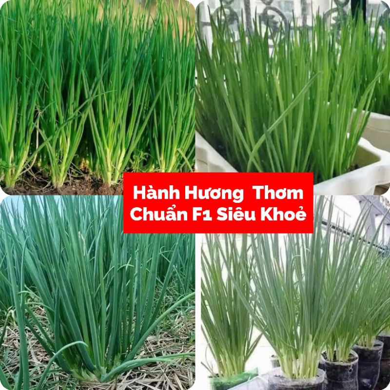 Hạt Giống Hành Hương Thơm F1 Hàng Xịn Chịu Nhiệt Cực Tốt