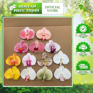 combo 5 kẹp tóc hoa lan hồ điệp ngọc cánh su khô-size nhỡ 9-10cm và size to 11cm , size nhỏ 5cm #cặp_tóc_hoa_lan_hồ_điệp