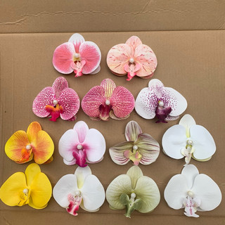 combo 5 kẹp tóc hoa lan hồ điệp ngọc cánh su khô-size nhỡ 9-10cm và size to 11cm , size nhỏ 5cm #cặp_tóc_hoa_lan_hồ_điệp