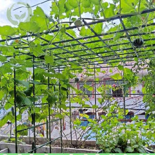 (tặng dây rút )Ống thép bọc nhựa dùng làm cây đỡ hoa hồng, làm giàn cỡ 11mm dài 60cm, 75cm, 90cm , 120cm ,150cm,180cm