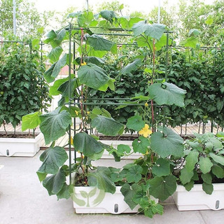 (tặng dây rút )Ống thép bọc nhựa dùng làm cây đỡ hoa hồng, làm giàn cỡ 11mm dài 60cm, 75cm, 90cm , 120cm ,150cm,180cm