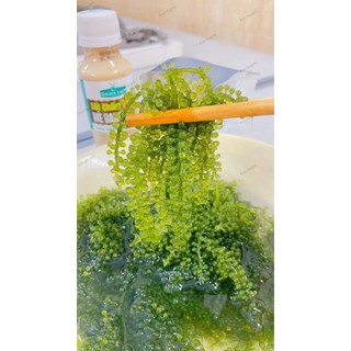20 gói 10g rong nho tách nước AGS Việt Nam - tiêu chuẩn