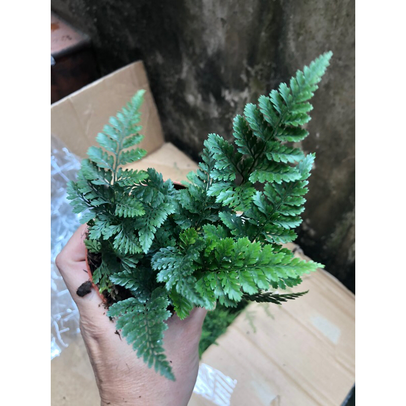 Chậu Dương xỉ Chân thỏ (Davallia Tyermannii), còn được gọi là Hare’s Foot Fern, Rabbit’s Foot Fern,ảnh thật số 6.
