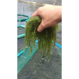 10 gói 50g rong nho tách nước AGS Việt Nam ( 500g ) - Tiêu chuẩn