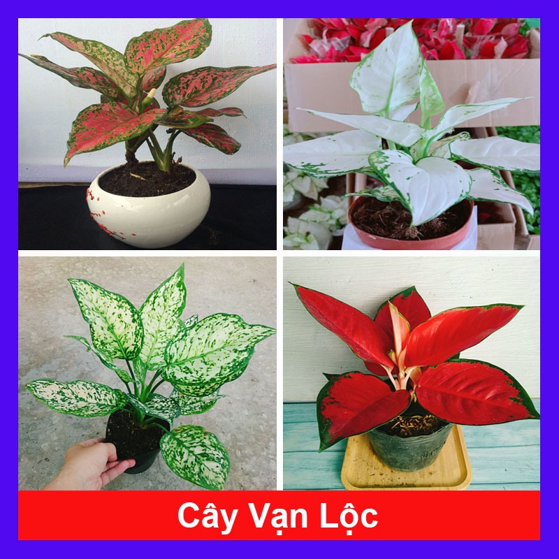 Cây vạn lộc (nhiều màu, giống mới) - chậu cây cảnh phong thủy để bàn mang đến tài lộc cho gia chủ