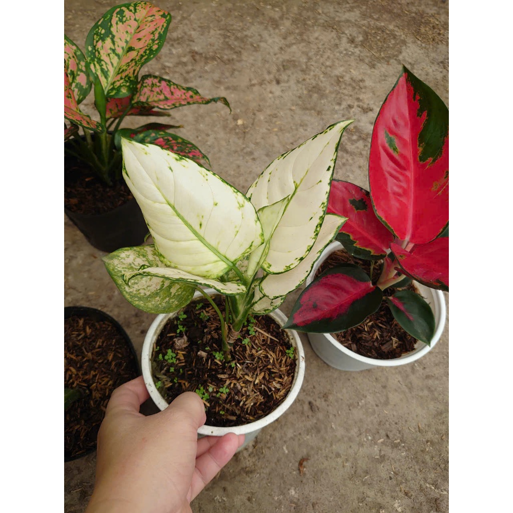 Cây vạn lộc (nhiều màu, giống mới) - chậu cây cảnh phong thủy để bàn mang đến tài lộc cho gia chủ