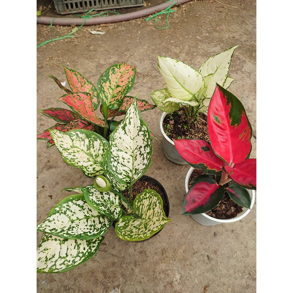 Cây vạn lộc (nhiều màu, giống mới) - chậu cây cảnh phong thủy để bàn mang đến tài lộc cho gia chủ