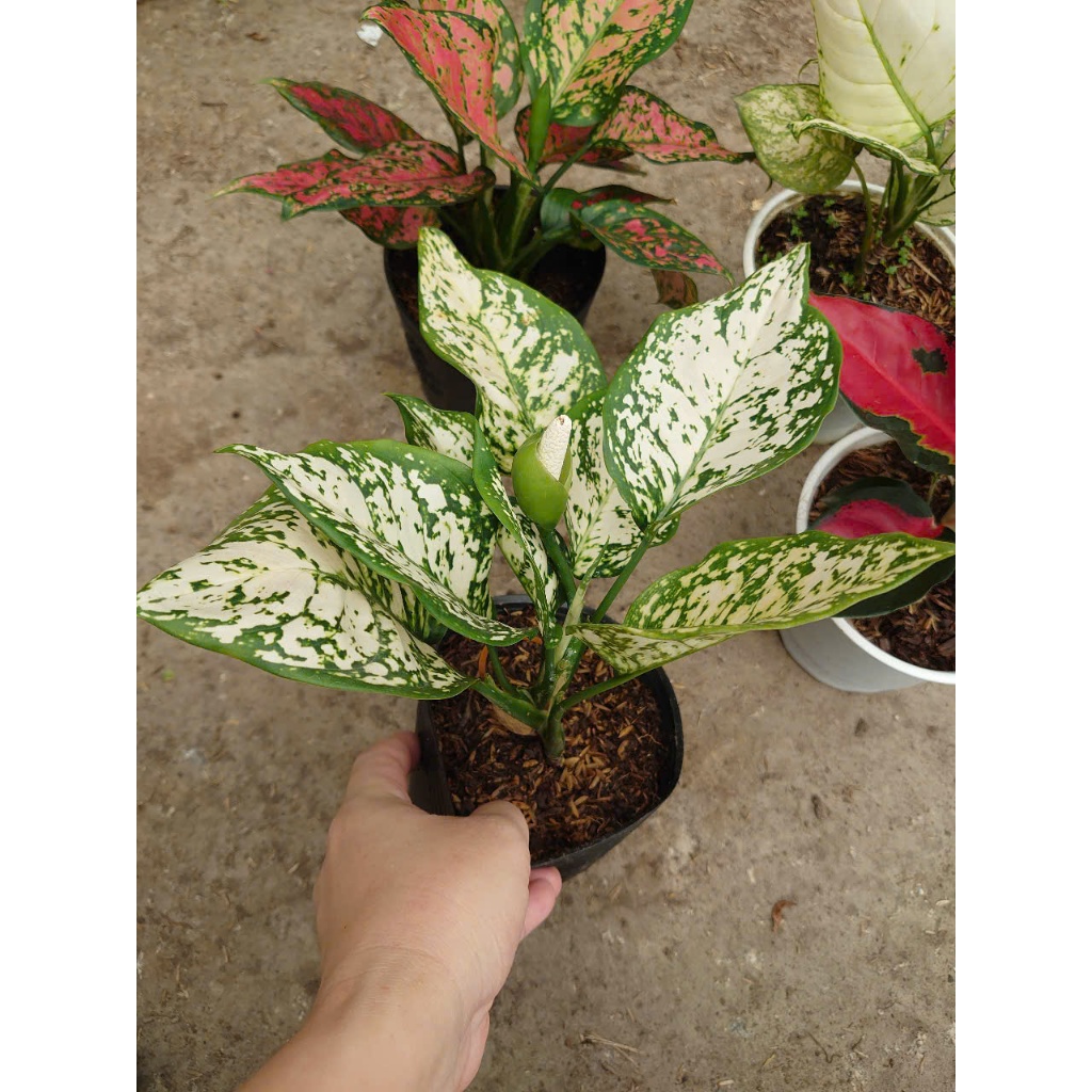 Cây vạn lộc (nhiều màu, giống mới) - chậu cây cảnh phong thủy để bàn mang đến tài lộc cho gia chủ