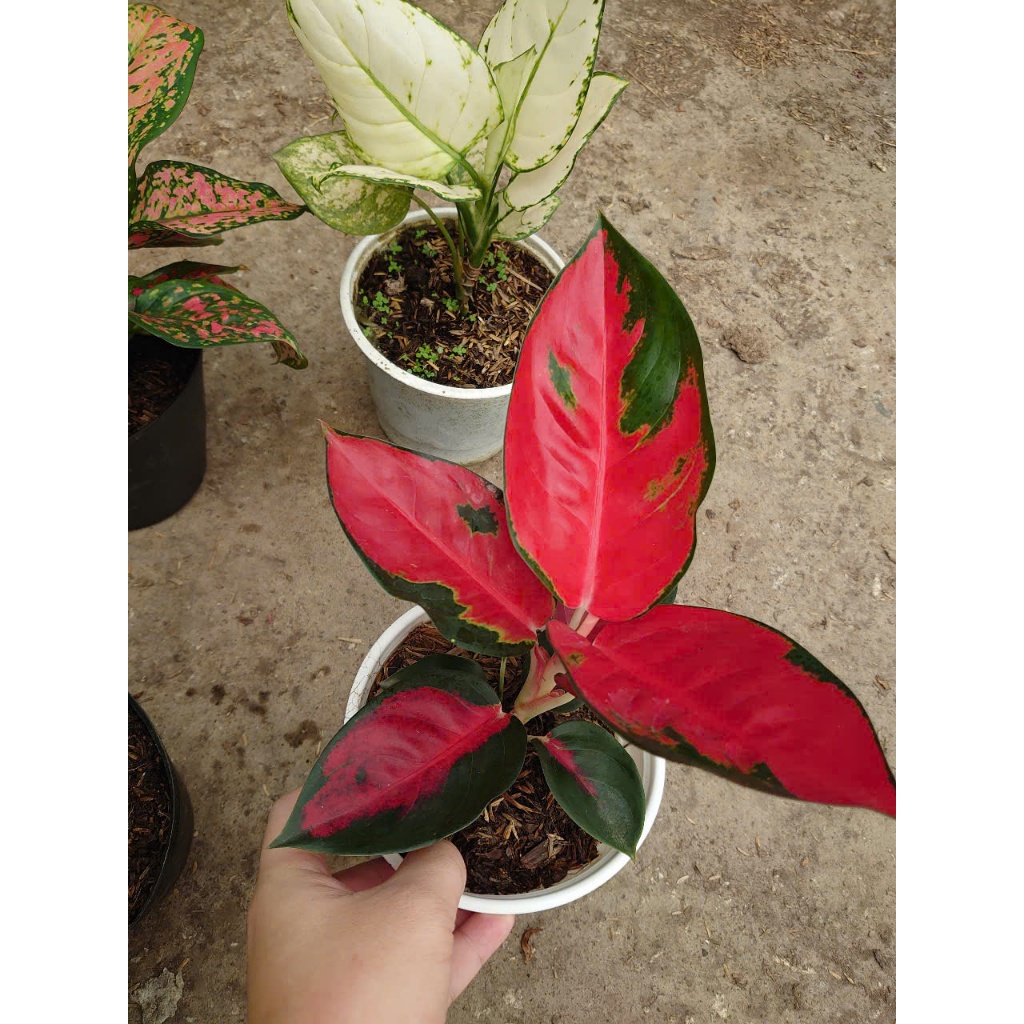 Cây vạn lộc (nhiều màu, giống mới) - chậu cây cảnh phong thủy để bàn mang đến tài lộc cho gia chủ