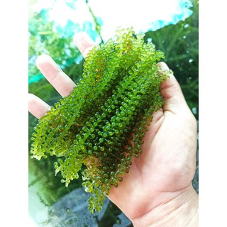 10 gói 30g rong nho tách nước AGS Việt Nam ( 300g ) - Tiêu chuẩn