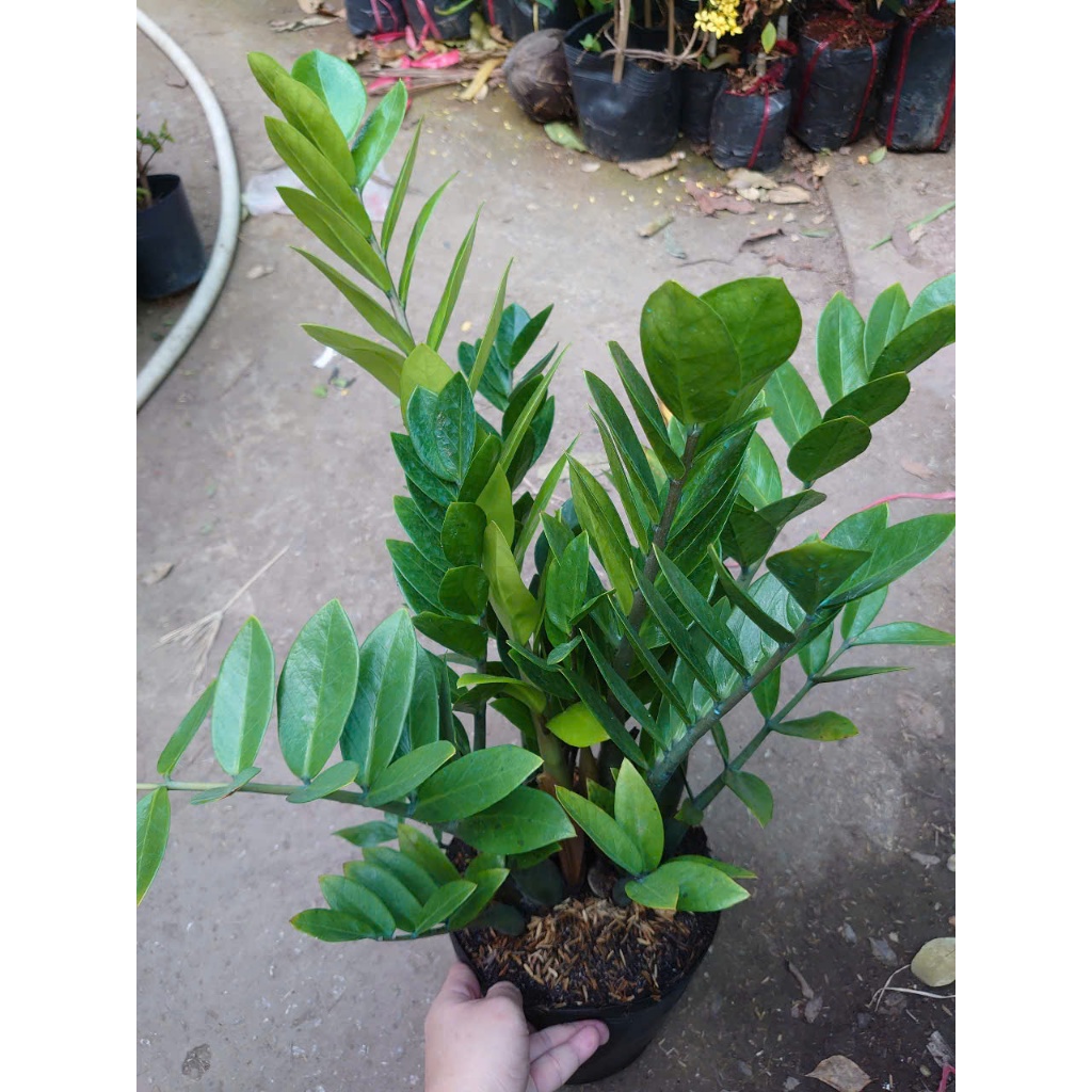 Cây kim tiền (Size Trung bụi to nhiều cây) - chậu cây kim phát tài mang phong thủy tốt hút tài lộc