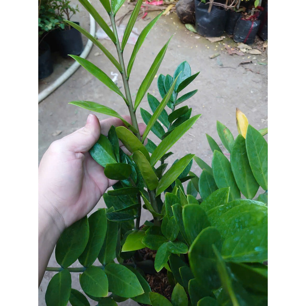 Cây kim tiền (Size Trung bụi to nhiều cây) - chậu cây kim phát tài mang phong thủy tốt hút tài lộc