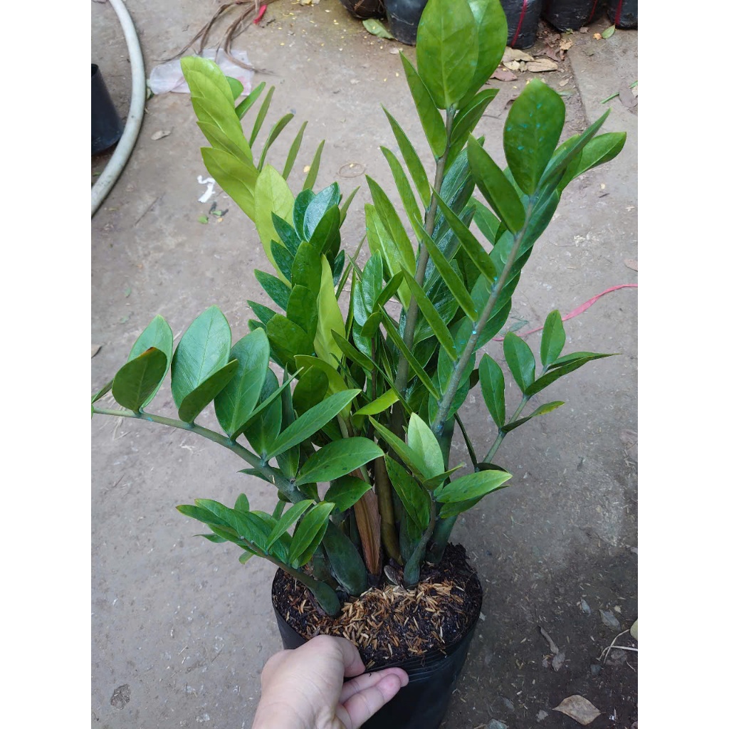 Cây kim tiền (Size Trung bụi to nhiều cây) - chậu cây kim phát tài mang phong thủy tốt hút tài lộc