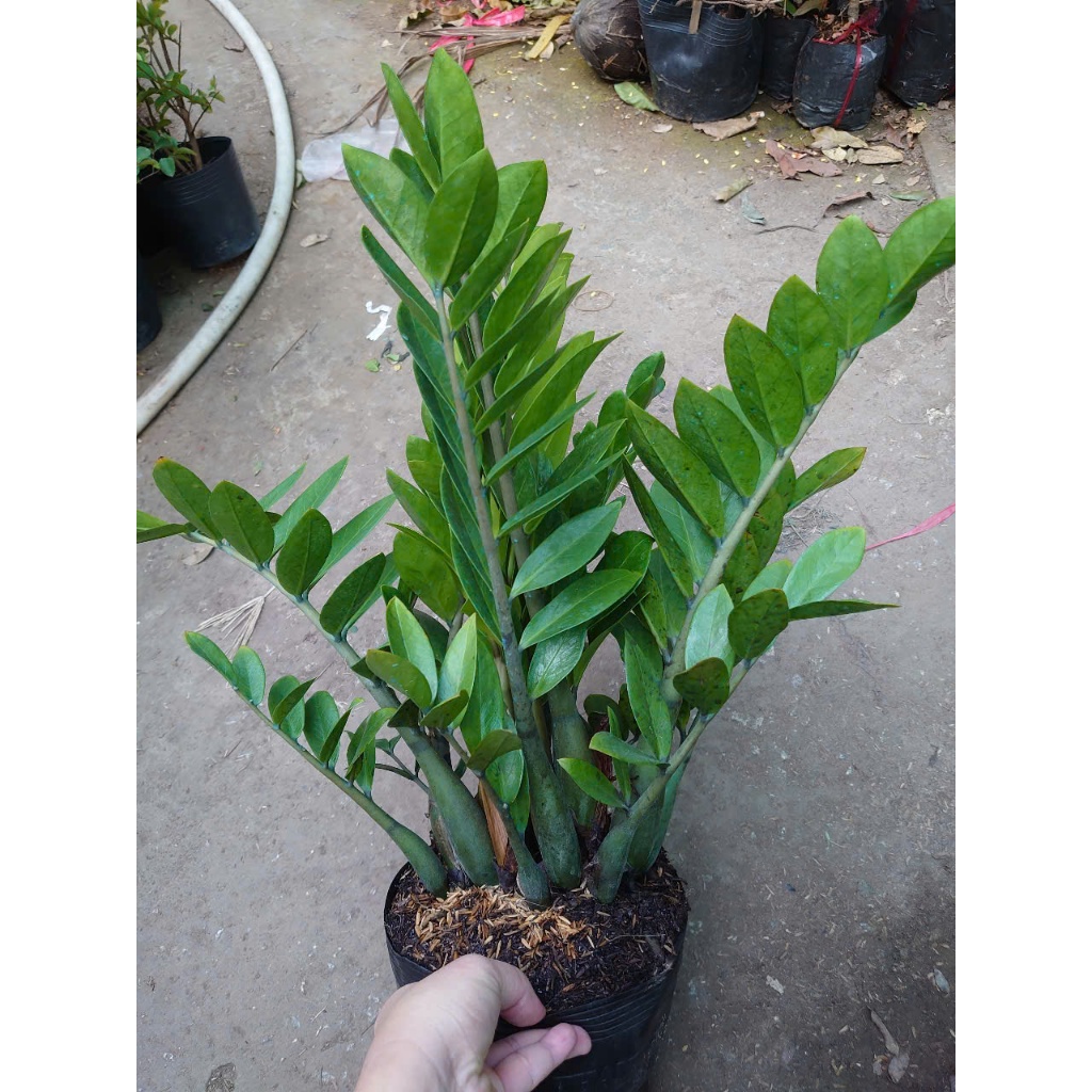 Cây kim tiền (Size Trung bụi to nhiều cây) - chậu cây kim phát tài mang phong thủy tốt hút tài lộc