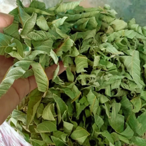 Lá Ổi Non 1Kg Cắt Nhỏ Loại 1 – Ổi Khô Nguyên Chất, Hỗ Trợ Giảm Cân & Tiểu Đường
