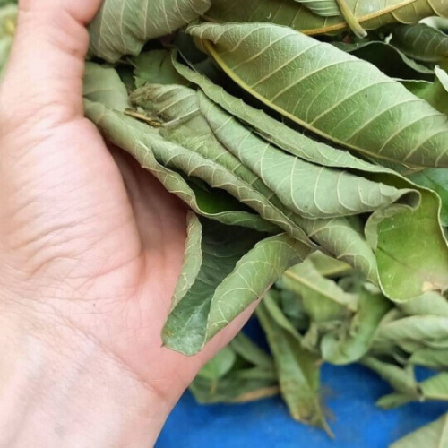 Lá Ổi Non 1Kg Cắt Nhỏ Loại 1 – Ổi Khô Nguyên Chất, Hỗ Trợ Giảm Cân & Tiểu Đường
