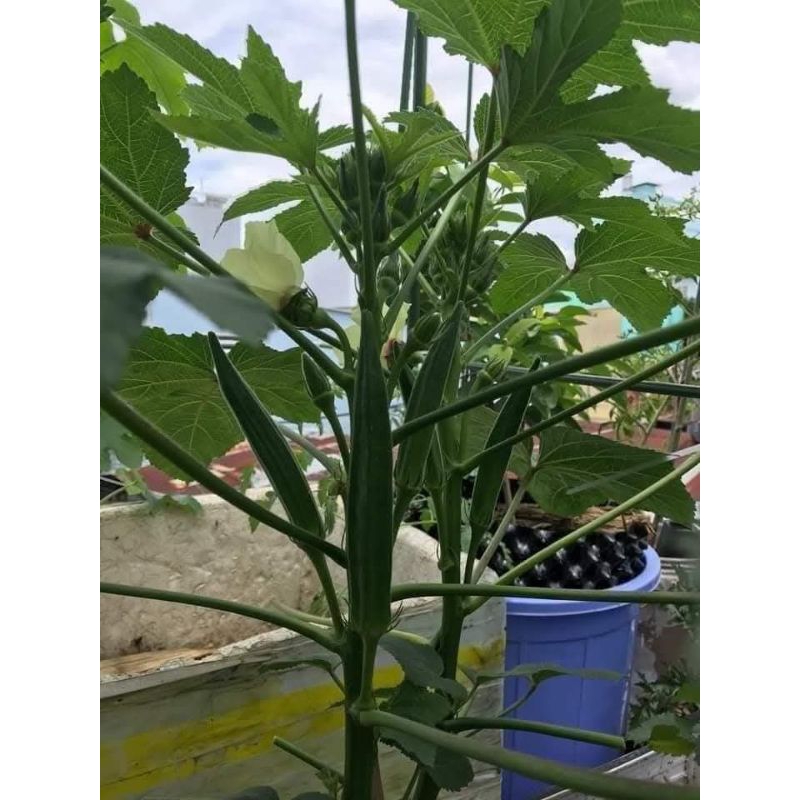 10gam hạt giống đậu bắp Thái Lan 💯Siêu Trái 💯 năng suất cao