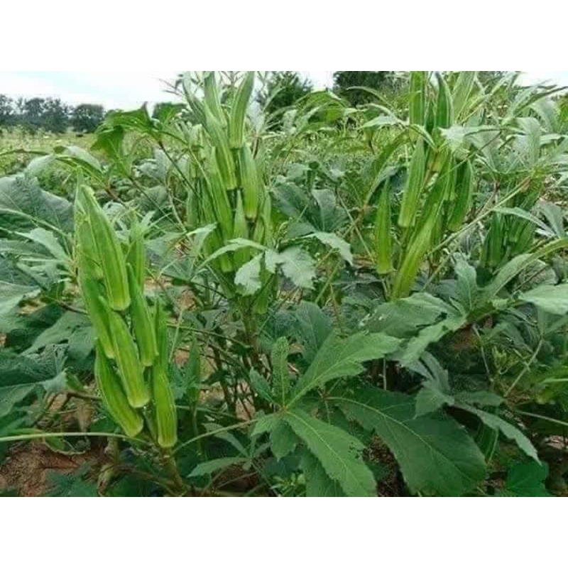 10gam hạt giống đậu bắp Thái Lan 💯Siêu Trái 💯 năng suất cao