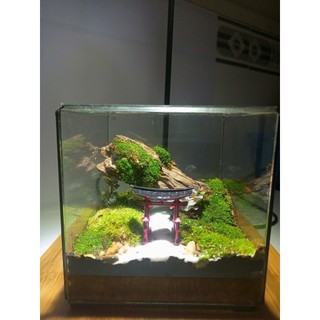 Terrarium set up sẵn " Đinh Sơn Cổ Tự " quà tặng mừng khai trương, sinh nhật, ngày kỉ niệm