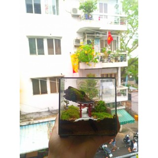 Terrarium set up sẵn " Đinh Sơn Cổ Tự " quà tặng mừng khai trương, sinh nhật, ngày kỉ niệm