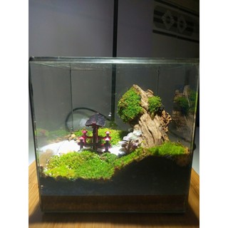 Terrarium set up sẵn " Đinh Sơn Cổ Tự " quà tặng mừng khai trương, sinh nhật, ngày kỉ niệm