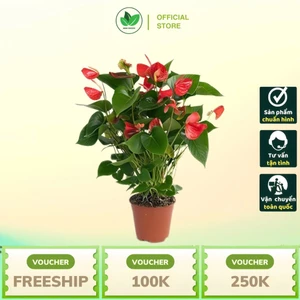 Cây Tiểu Hồng Môn Thủy Sinh Cao 40-50cm – Cây Cảnh Để Bàn, Thanh Lọc Không Khí