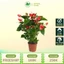 Cây Tiểu Hồng Môn Thủy Sinh Cao 40-50cm – Cây Cảnh Để Bàn, Thanh Lọc Không Khí