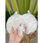 500gram Bánh tráng phơi sương siêu gạo loại 1 - siêu mỏng dẻo Tây Ninh