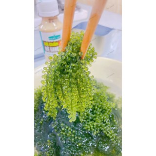 5 gói (500g ) rong nho tách nước AGS Việt Nam - tặng 5 gói sốt - Tiêu chuẩn