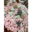gấu bông thỏ tai dài,Jelycat,kích thước:40cm,vỏ lông mềm,chất liệu bông cao cấp
