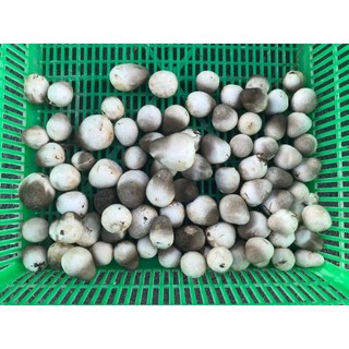 Dinh dưỡng nấm rơm SÂM ĐẤT (250mL)