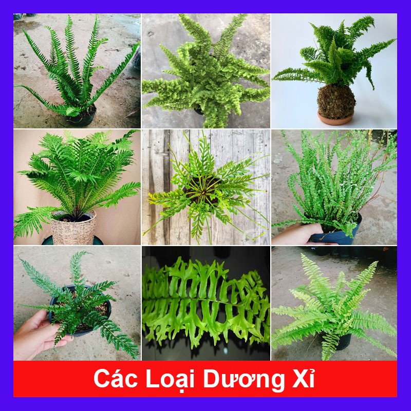 Cây dương xỉ (nhiều loại, giống mới) - chậu cây cảnh trang trí nhà cửa tạo không gian xanh
