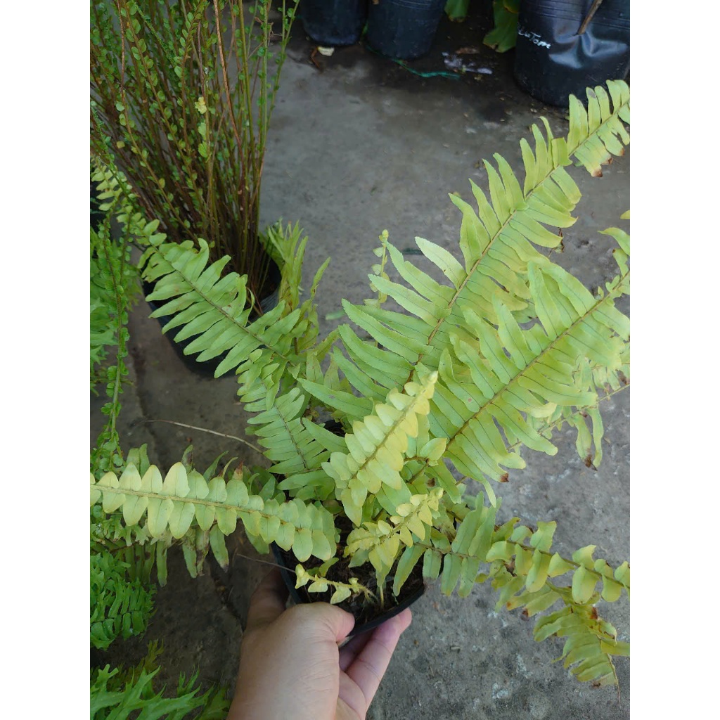 Cây dương xỉ (nhiều loại, giống mới) - chậu cây cảnh trang trí nhà cửa tạo không gian xanh