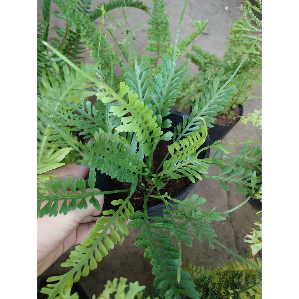 Cây dương xỉ (nhiều loại, giống mới) - chậu cây cảnh trang trí nhà cửa tạo không gian xanh