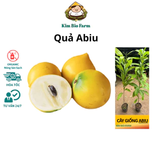 Trái Abiu Xuất Khẩu Cao Cấp Thơm Ngọt
