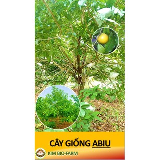 Cây Giống Bio Chiết Cành F1 Cây Khỏe Nhanh Ra Trái