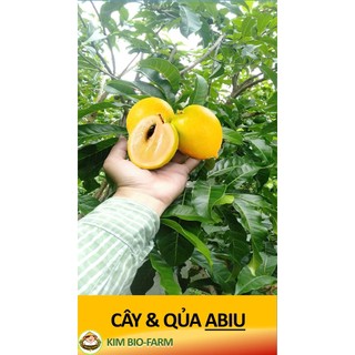 Cây Giống Bio Chiết Cành F1 Cây Khỏe Nhanh Ra Trái