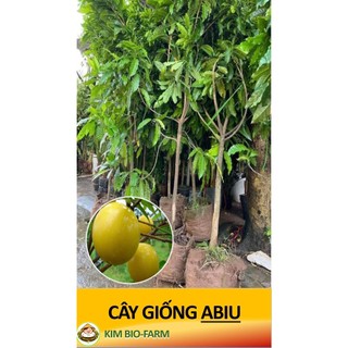 Cây Giống Bio Chiết Cành F1 Cây Khỏe Nhanh Ra Trái