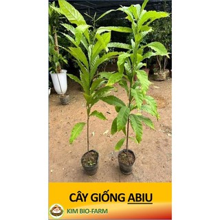 Cây Giống Bio Chiết Cành F1 Cây Khỏe Nhanh Ra Trái